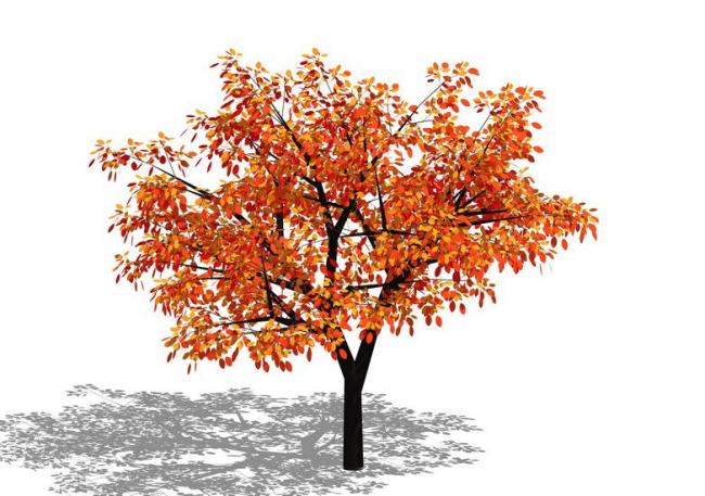 SketchUp Material Library: 3D Plant and Tree Models with Textures