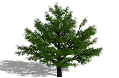 SketchUp Material Models: 3D Plant and Tree Components for SU-BIM WORLD