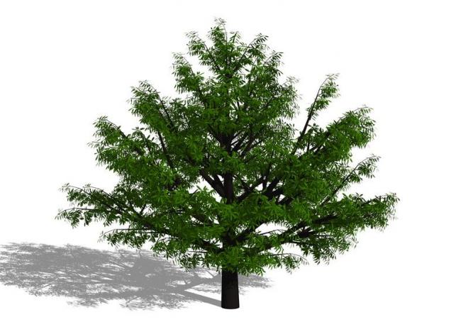 SketchUp Material Models: 3D Plant and Tree Components for SU