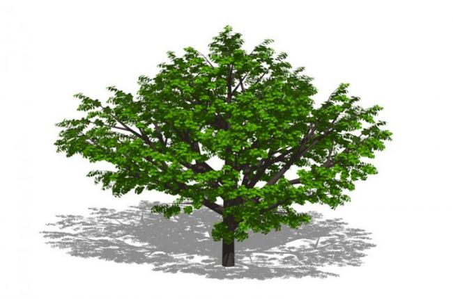 SketchUp Material Model: 3D Plant and Tree Components