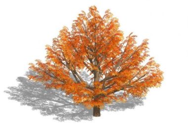 SketchUp Material Library: 3D Plant and Tree Models with Textures-BIM WORLD