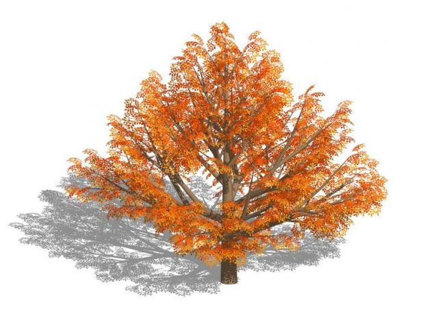 SketchUp Material Library: 3D Plant and Tree Models with Textures