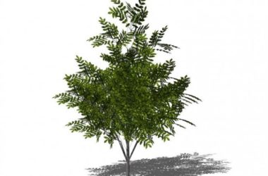 SketchUp Material Library: 3D Plant and Tree Models with Texture Components-BIM WORLD