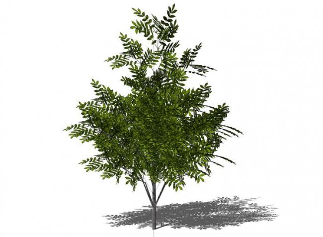 SketchUp Material Library: 3D Plant and Tree Models with Texture Components