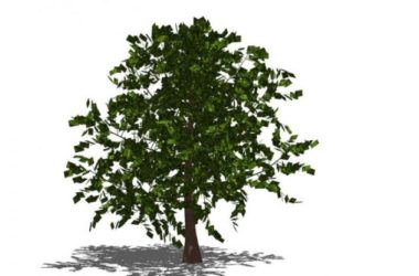 SketchUp Material Library: 3D Plant and Tree Models with Textures-BIM WORLD