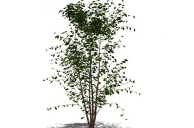 SketchUp Material Library: 3D Plant and Tree Models with Textured Components-BIM WORLD