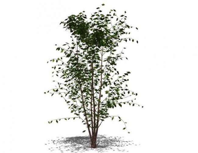 SketchUp Material Library: 3D Plant and Tree Models with Textured Components