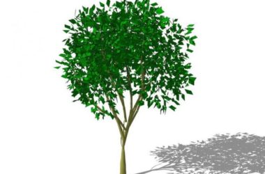 SketchUp 3D Plant and Tree Material Components Guide-BIM WORLD