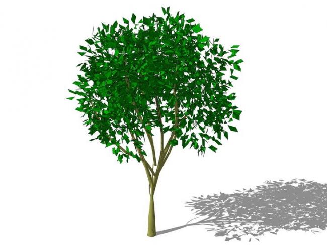 SketchUp 3D Plant and Tree Material Components Guide