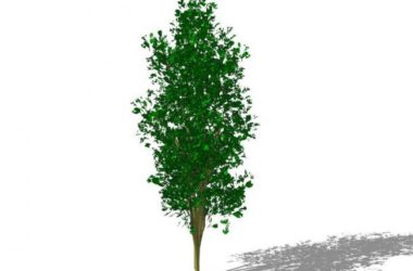 SketchUp Material Library: 3D Plant and Tree Models with Textures-BIM WORLD