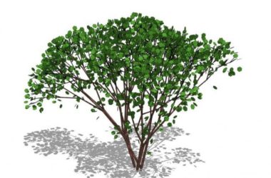SketchUp Material Library: 3D Plant and Tree Components for Your Models-BIM WORLD