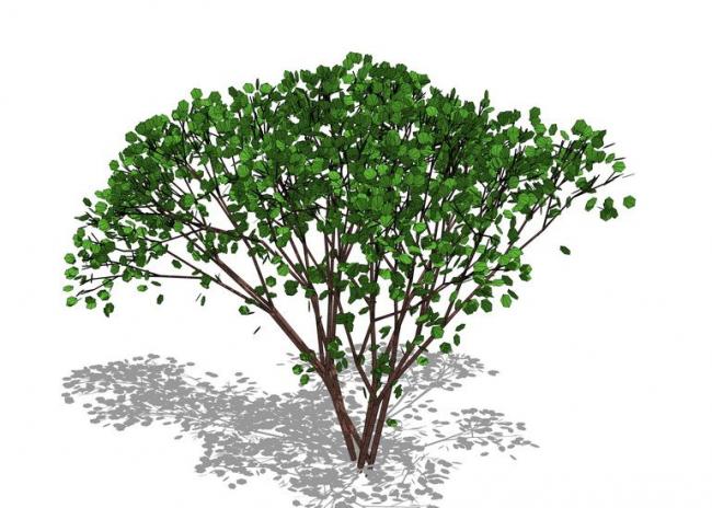 SketchUp Material Library: 3D Plant and Tree Components for Your Models