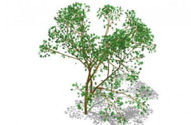 SketchUp 3D Plant and Tree Material Components Model-BIM WORLD