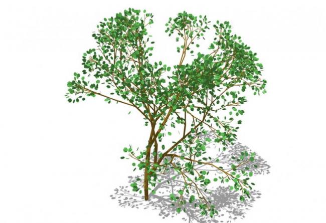 SketchUp 3D Plant and Tree Material Components Model