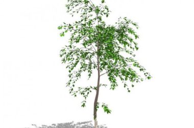 SketchUp Material Model: 3D Plant and Tree Components-BIM WORLD