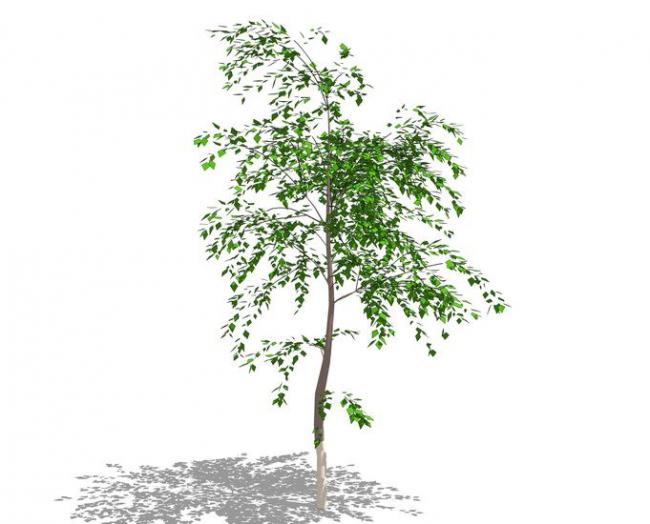 SketchUp Material Model: 3D Plant and Tree Components