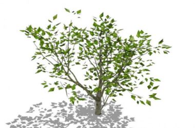SketchUp Material and 3D Plant Tree Model Components-BIM WORLD
