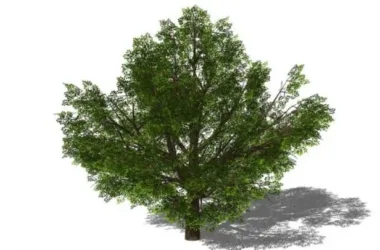 SketchUp Material Library | 3D Plant and Tree Models with Material Components-BIM WORLD
