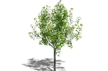 SketchUp Material Library: 3D Plant and Tree Models with Textures-BIM WORLD