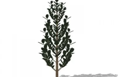Creating Realistic 3D Plant and Tree Models in SketchUp-BIM WORLD