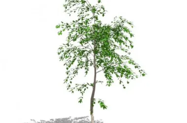 SketchUp Material Model: 3D Plant and Tree Components-BIM WORLD