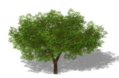 SketchUp Material Models: 3D Plant and Tree Components-BIM WORLD