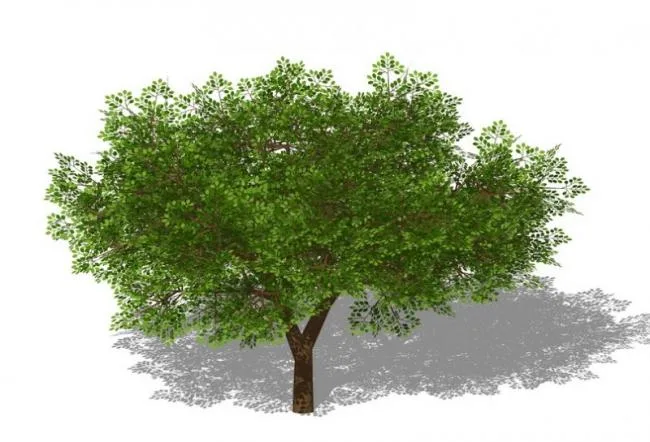 Sketchup Material Model | 3D Plant Tree SU Model Material Component