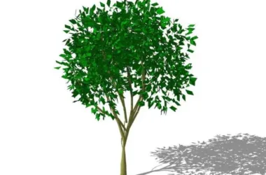 SketchUp 3D Plant and Tree Material Components Guide-BIM WORLD