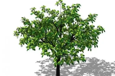 SketchUp 3D Plant and Tree Material Components Model-BIM WORLD