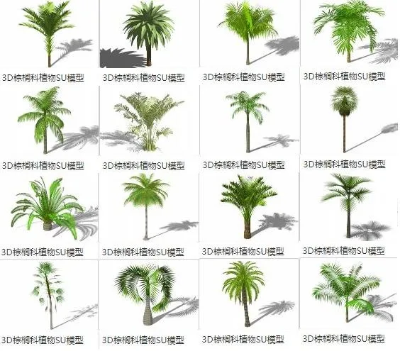 Sketchup Material Model | 3D Plants, Palm Trees, Coconut Trees, Landscape Material Components