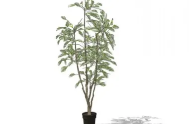 SketchUp Material Models: Outdoor Potted Plants Collection-BIM WORLD