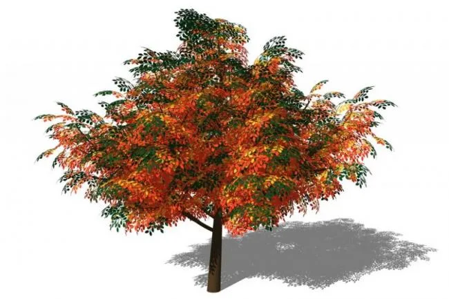 SketchUp Material Models | 3D Plant and Tree Components for SU