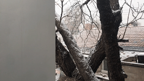 BIM Architecture | Tree Courtyard/Integrated Architecture