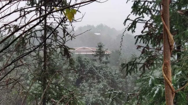 BIM Architecture | Like an Adventure in the Jungle: Anhui Qiyunshan Freedom Home Tree House "UFO"/Jinglan Architecture