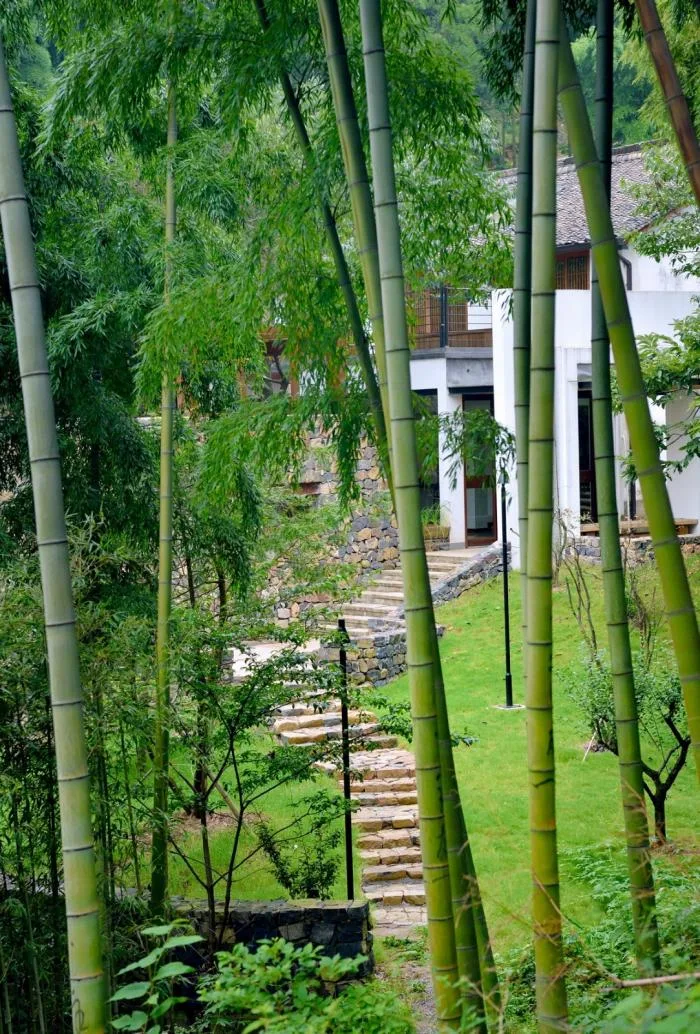 BIM Architecture | Hangzhou Bodhi Valley Resort Homestay/China Academy of Art Landscape Architecture Design and Research Institute