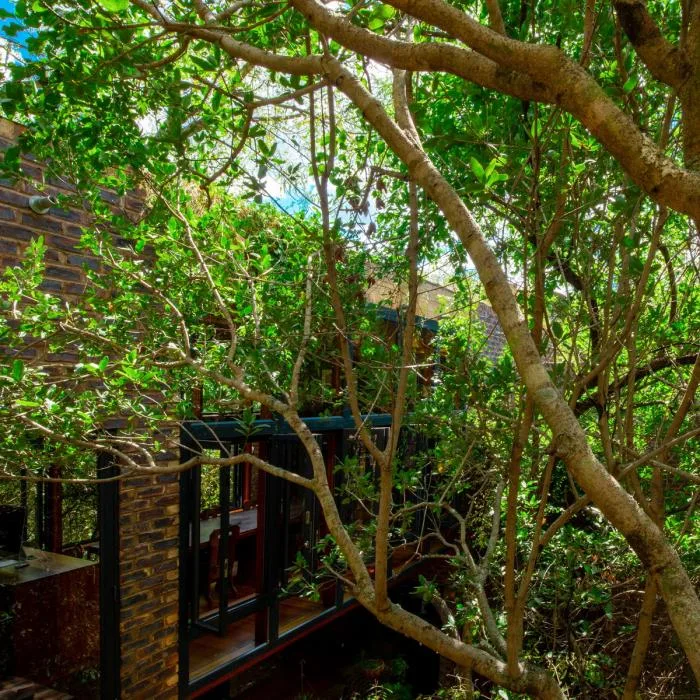 BIM Architecture | Quiet and Simple Residence, Hidden in the Forest: A Narrow House in South Africa