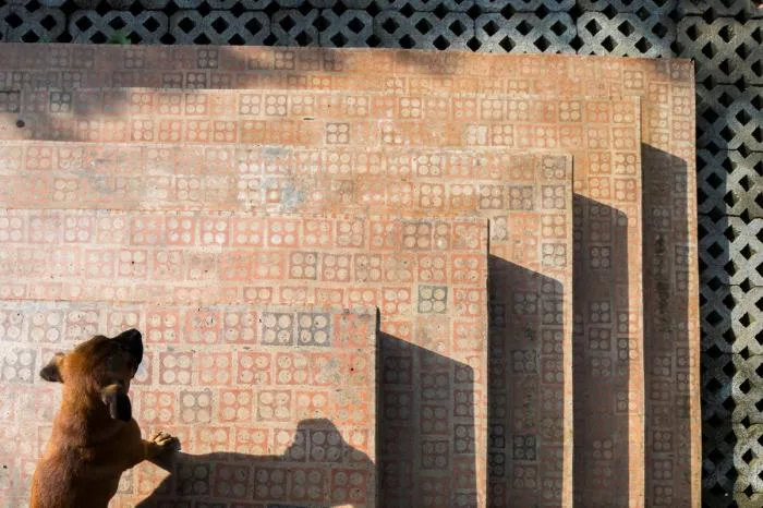 BIM Architecture | Gentle Breeze, Fluttering Light and Shadow: Vietnam's 'Self breathing' Wall House