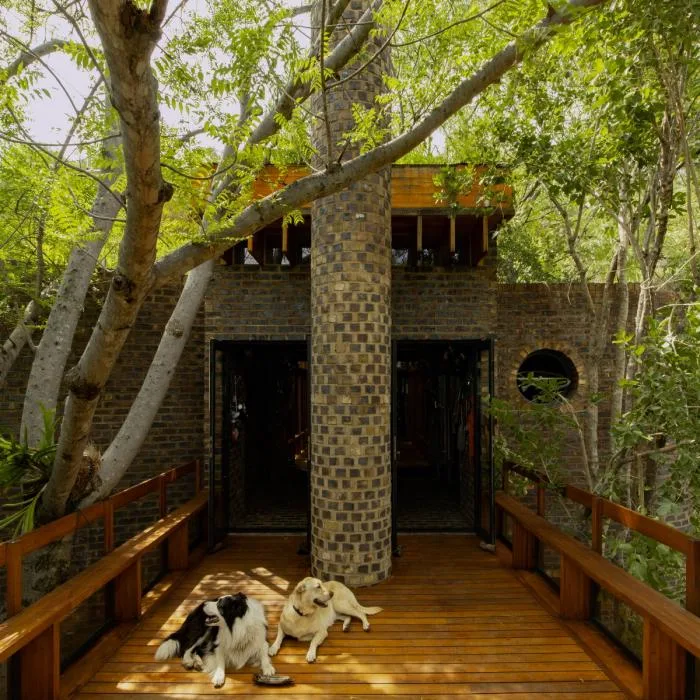 BIM Architecture | Quiet and Simple Residence, Hidden in the Forest: A Narrow House in South Africa