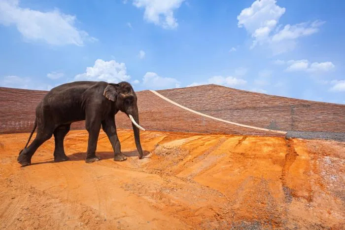 BIM Architecture | Thailand Elephant Museum/Bangkok Project Studio