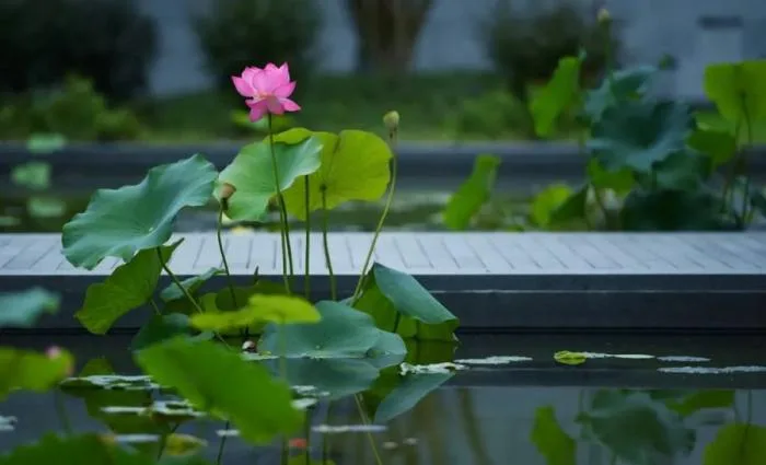 BIM architecture | The desired life, the magic city has such a poetic countryside!