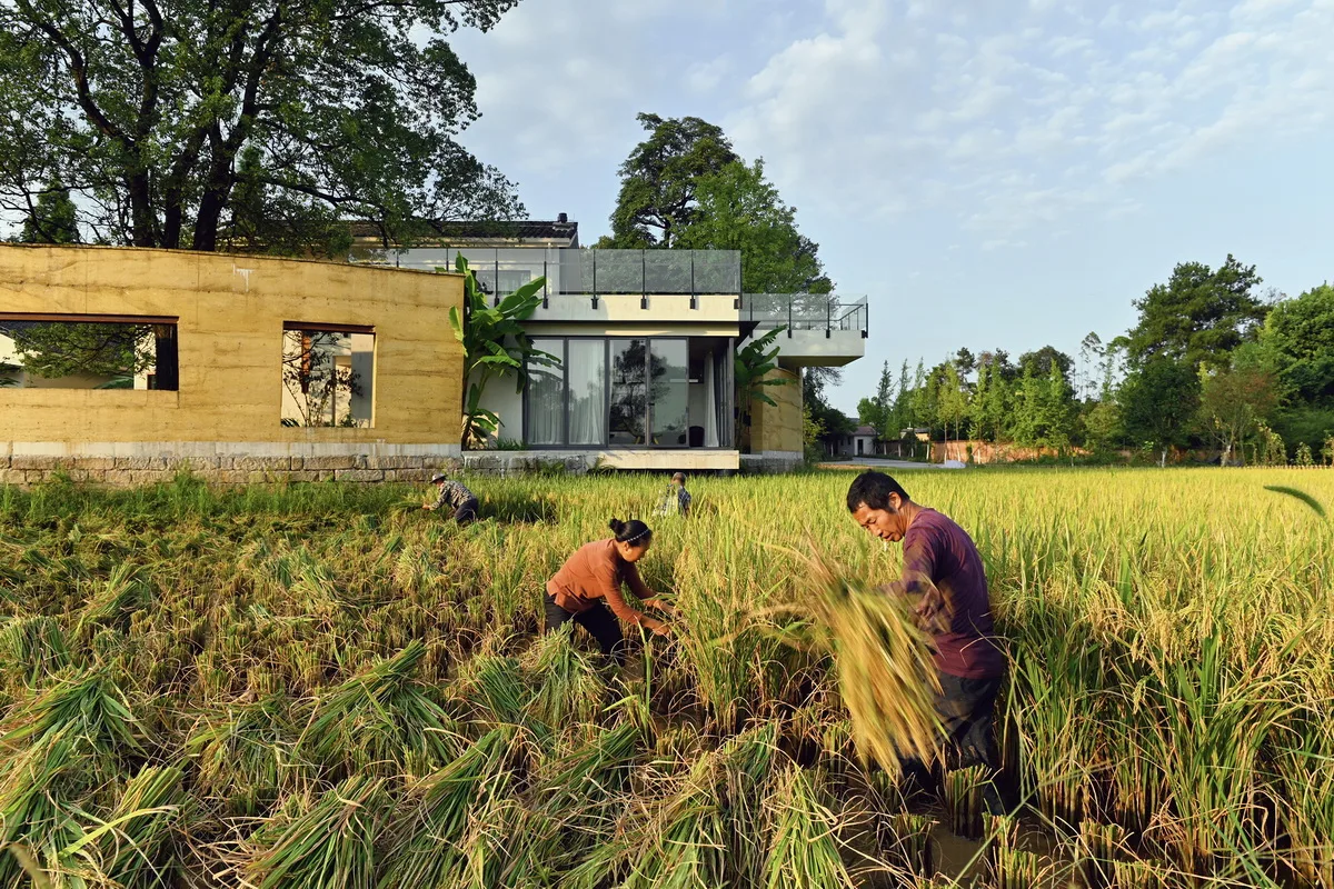 BIM Architecture | Rice Fields, Under Trees, Jiaoyuan/Chongqing Yueji Architectural Design Firm