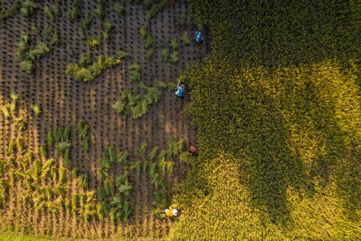 BIM Architecture | Rice Fields, Under Trees, Jiaoyuan/Chongqing Yueji Architectural Design Firm