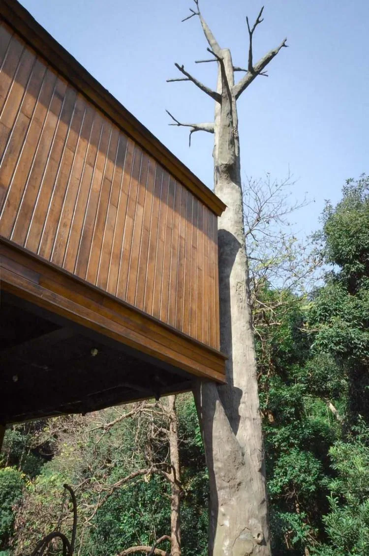 BIM Architecture | Hangzhou Kaiyuan Senbo Resort Hotel "Tree House": Crowded and Pushing "Dwarfs"/Wang Hui Architecture Studio
