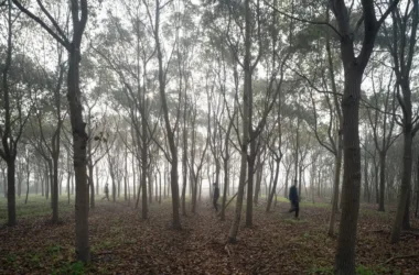 BIM Architecture: Designing a Library in the Woods That Blends Nature and Space-BIM WORLD