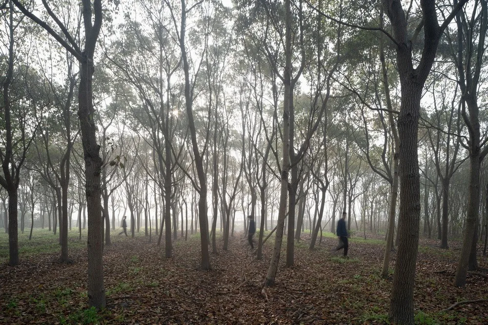 BIM Architecture | Library in the Woods: The Translation of Nature into Architecture/Space