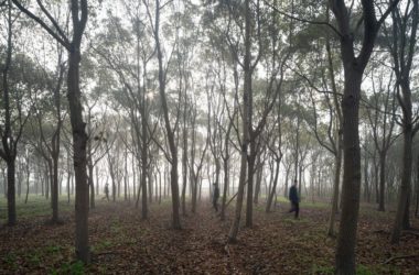BIM Architecture: Designing a Library in the Woods That Blends Nature and Space-BIM WORLD