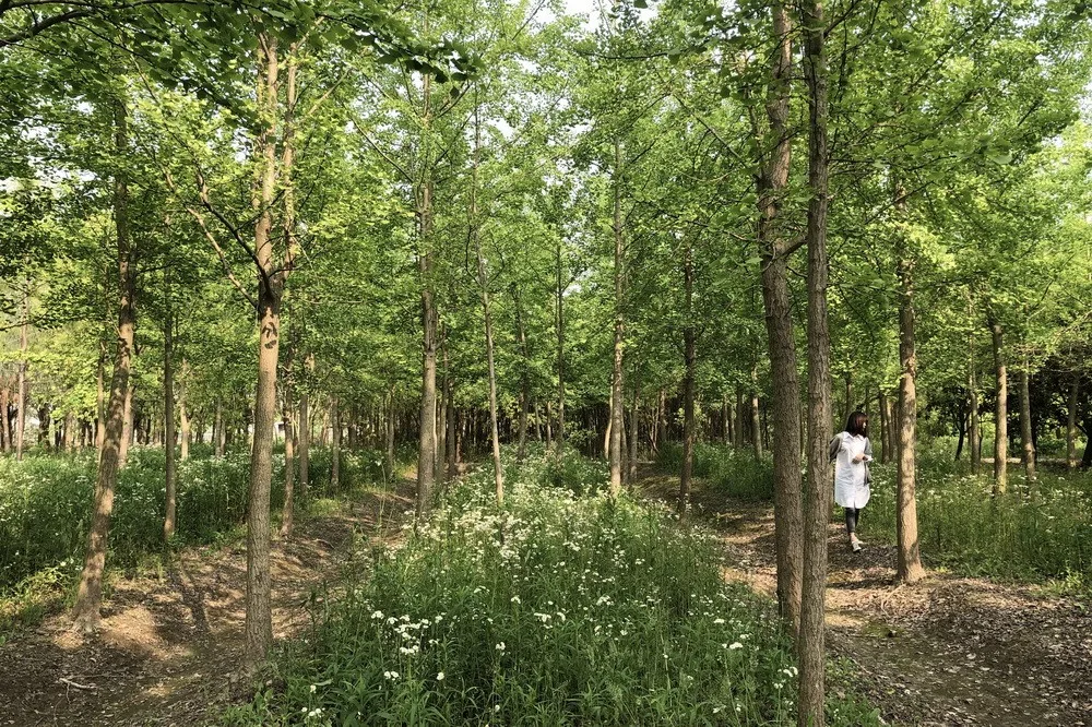 BIM Architecture | Library in the Woods: The Translation of Nature into Architecture/Space