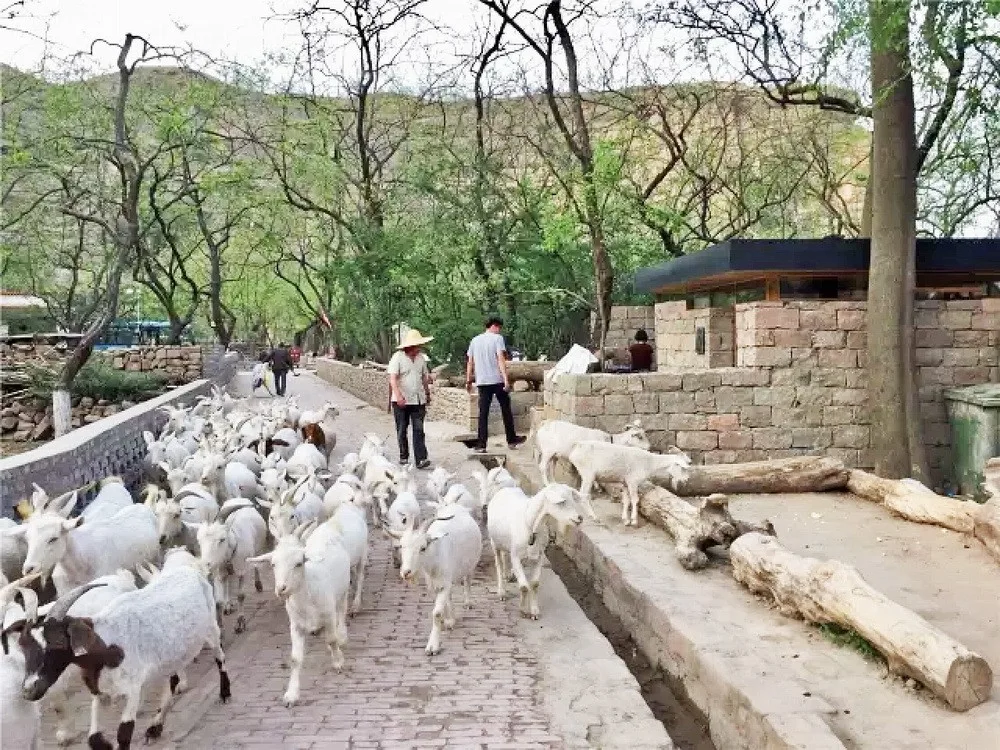 BIM architecture | Opinion interview | How to have a dignified toilet in rural China?