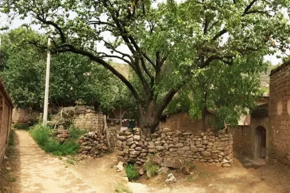 BIM architecture | Opinion interview | How to have a dignified toilet in rural China?