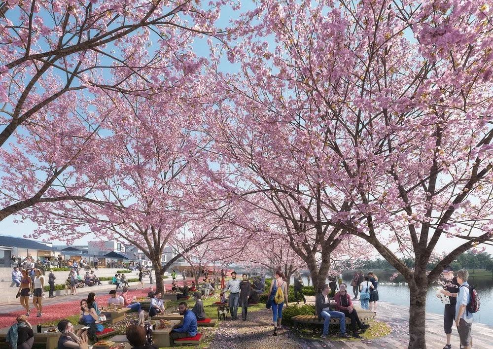 West Bank Riverside Cherry Blossom Park